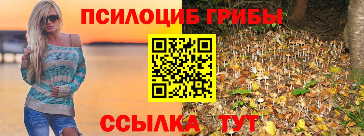 Славгород  Псилоцибиновые грибы Psilocybine cubensis  Вход с VPN 